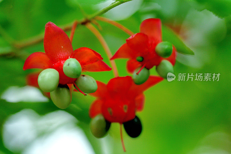 美丽植物的花/毛莨属